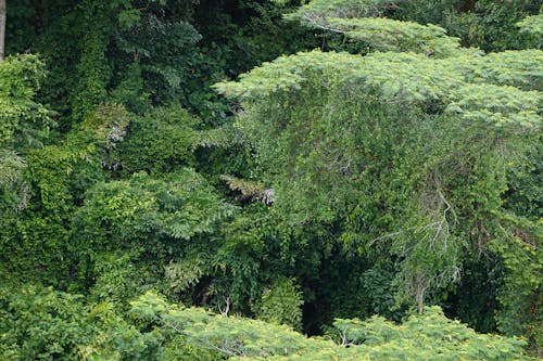 Ảnh lưu trữ miễn phí về alexandra singapore, carreteradedipòsitsingapur, cây