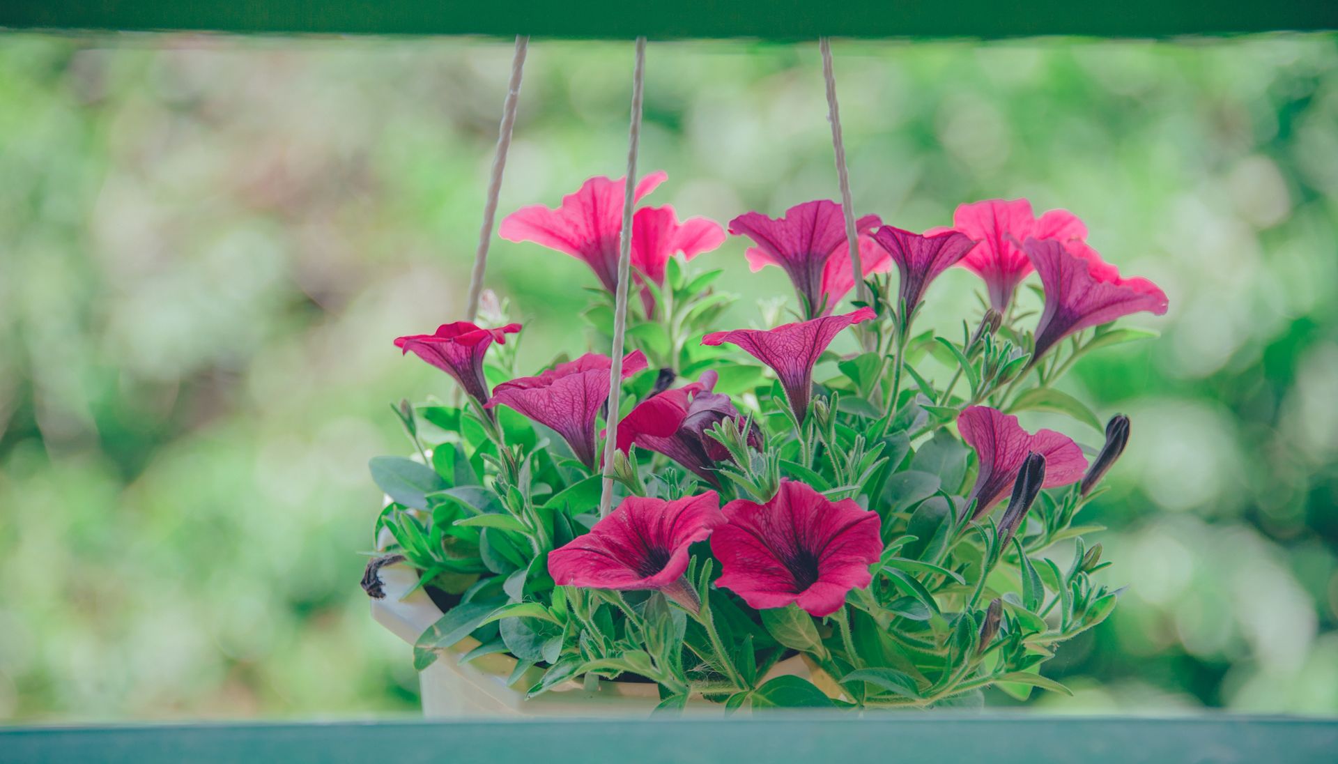 Vibrant purple petunias in a hanging basket displaying lush greenery outdoors.