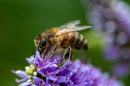 Photos gratuites de abeille, animal, biologie