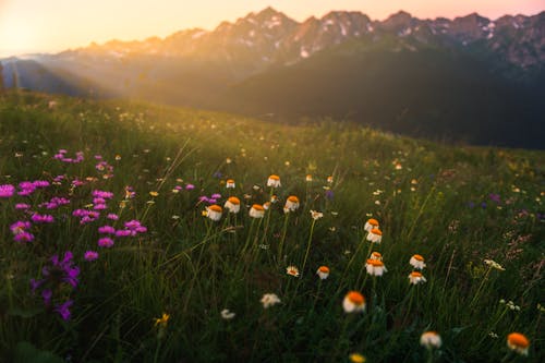 Kostenloses Stock Foto zu blick auf die berge, blume, draußen