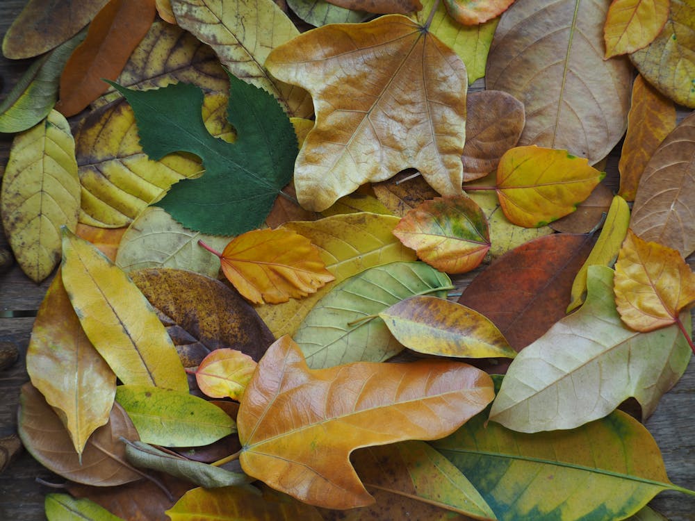 Green and Brown Leaves on the Ground · Free Stock Photo