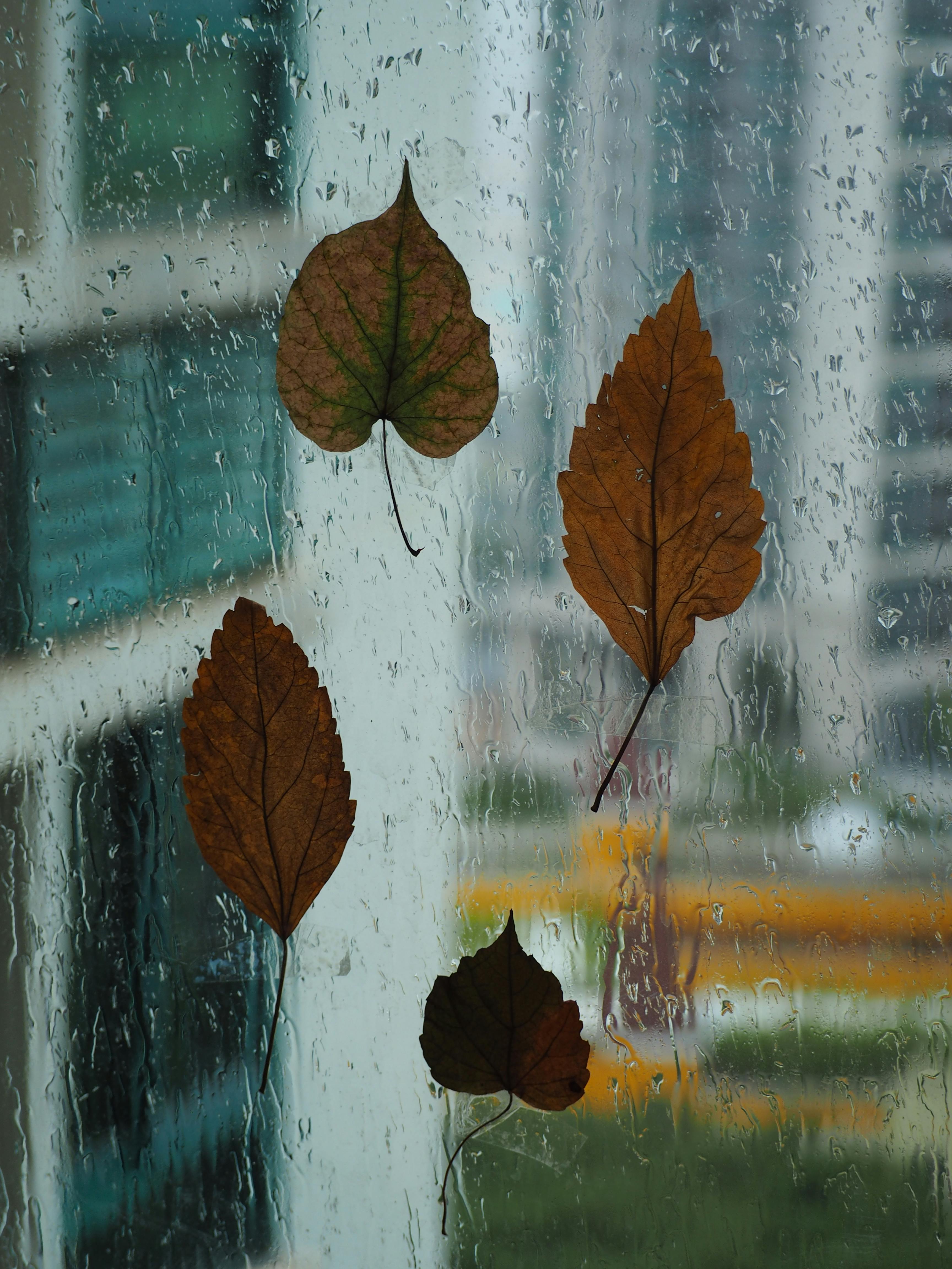 Brown autumn leaves cling to a rainy window reflecting an urban scene.