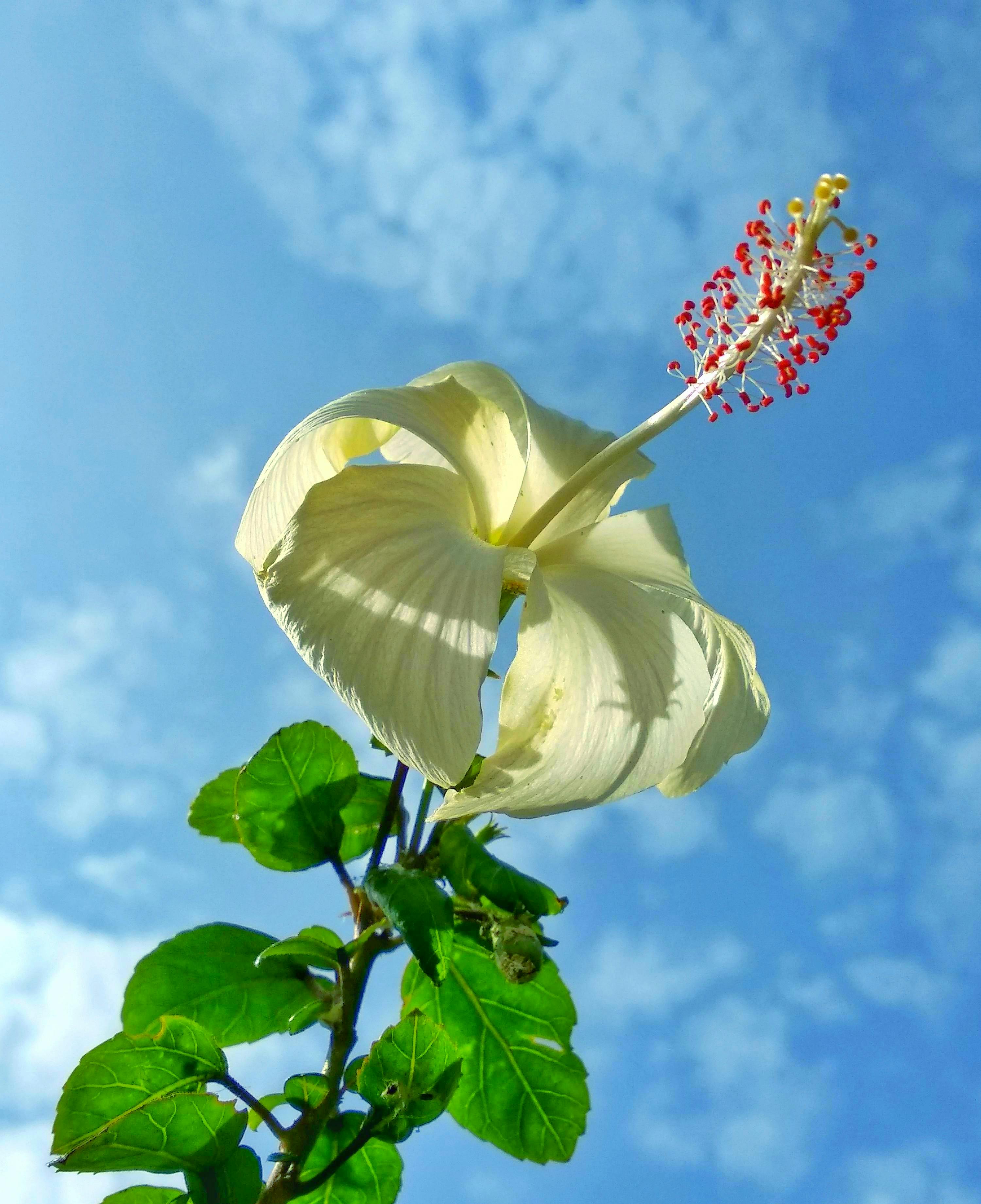 Free Stock Photo Of Desktop Wallpaper Flower Wallpaper Nature