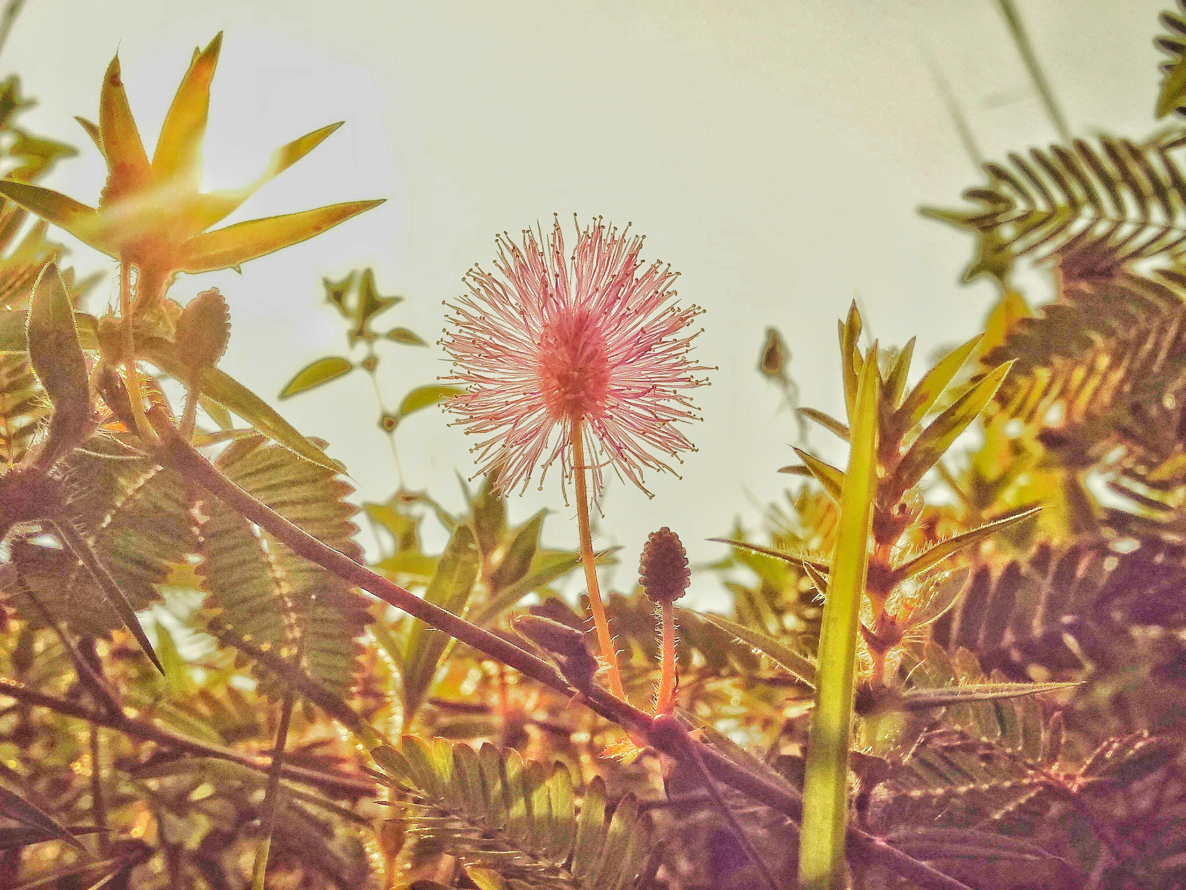 Free Stock Photo Of Desktop Wallpaper Flower Wallpaper Nature