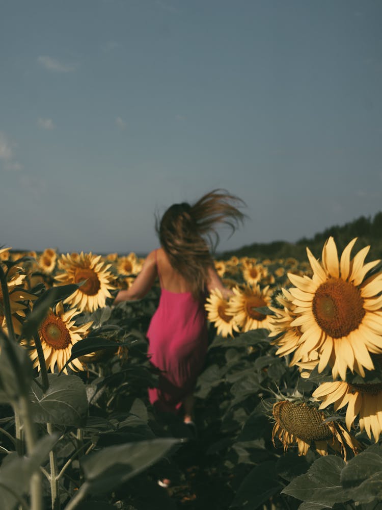 Woman In Pink Dress Running On Sunflower Field