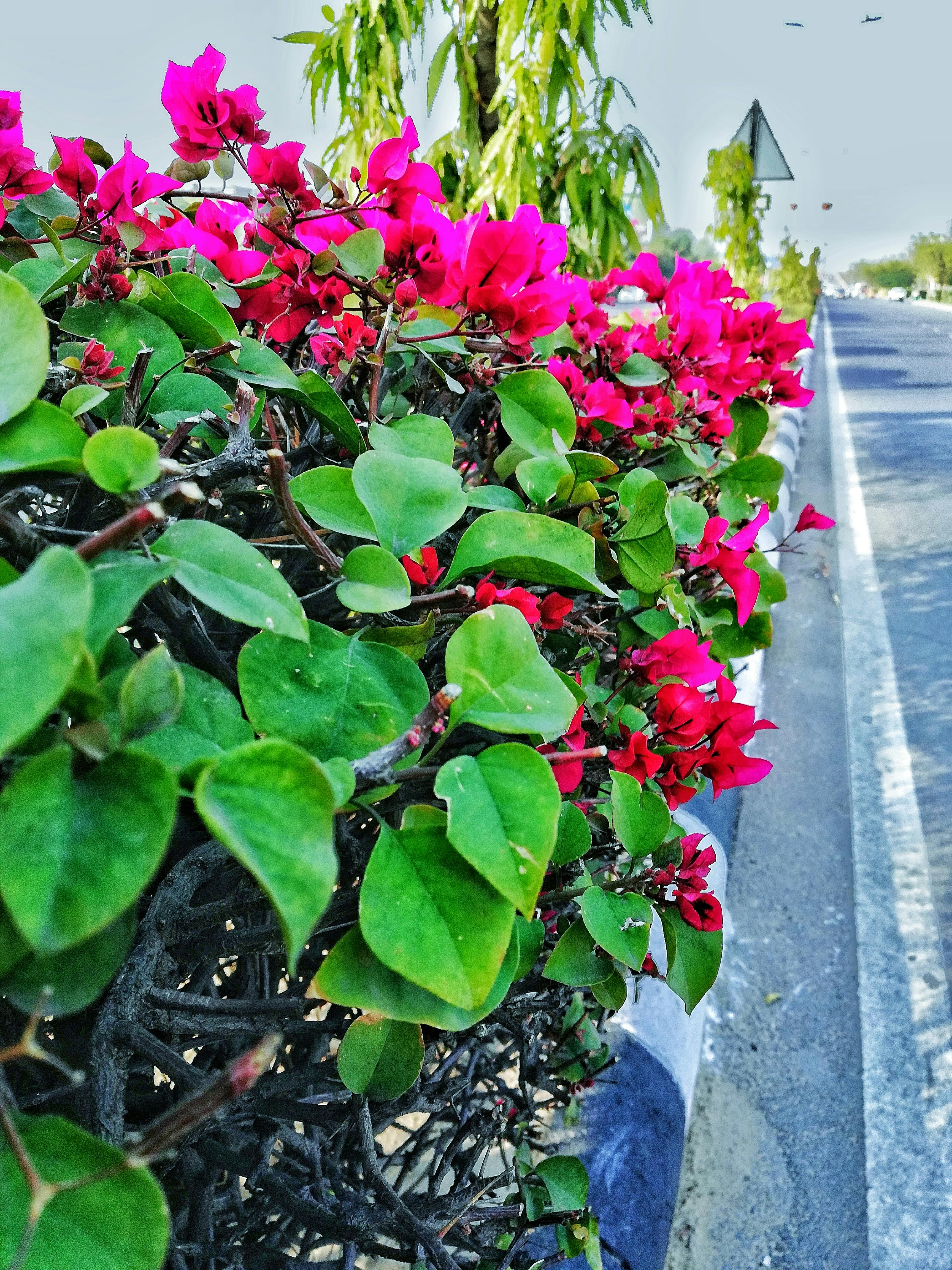 Free stock photo of beautiful flowers, flower wallpaper, Jaipur