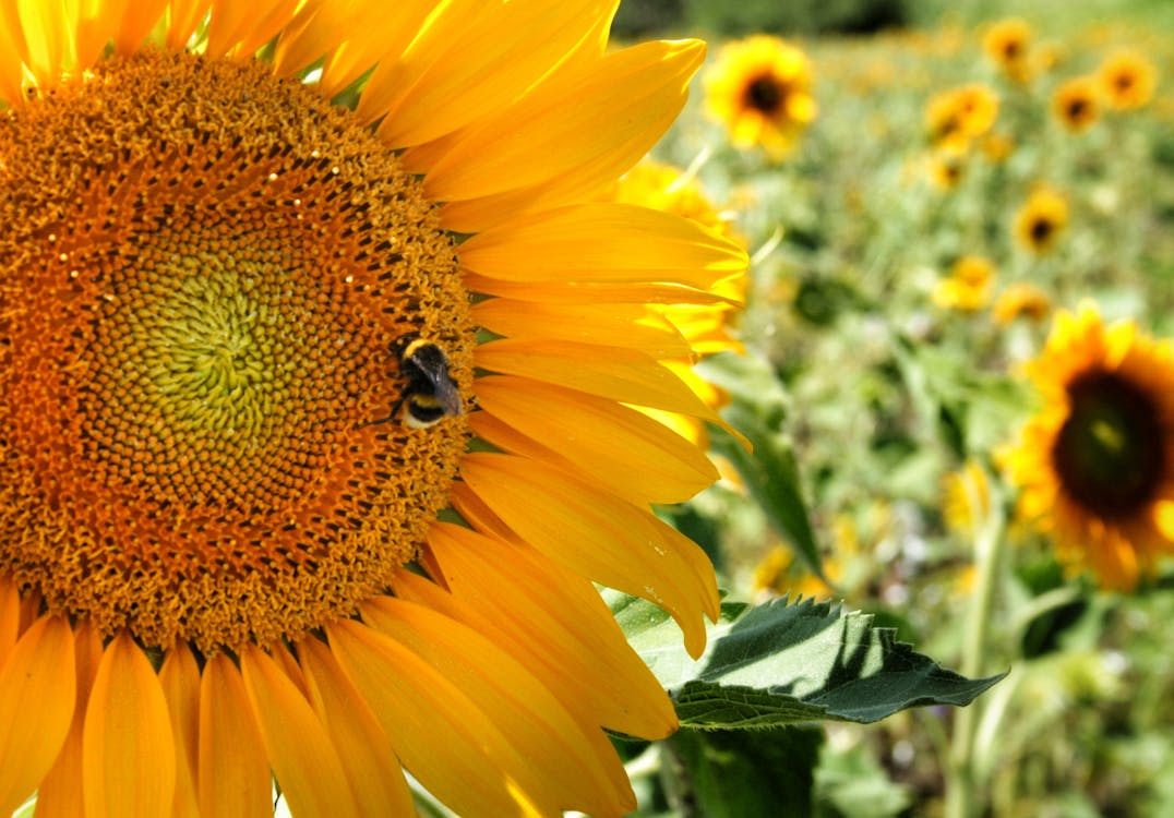 Ücretsiz Almanya, arı, ayçiçekleri içeren Ücretsiz stok fotoğraf Stok Fotoğraflar