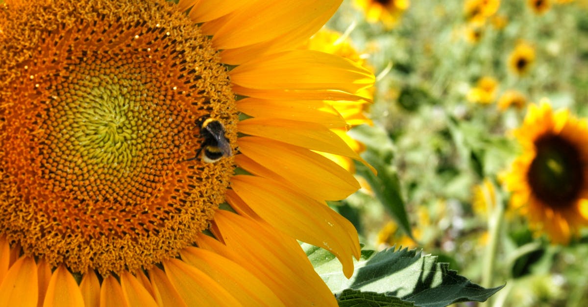 Free stock photo of bee, germany, sunflowers