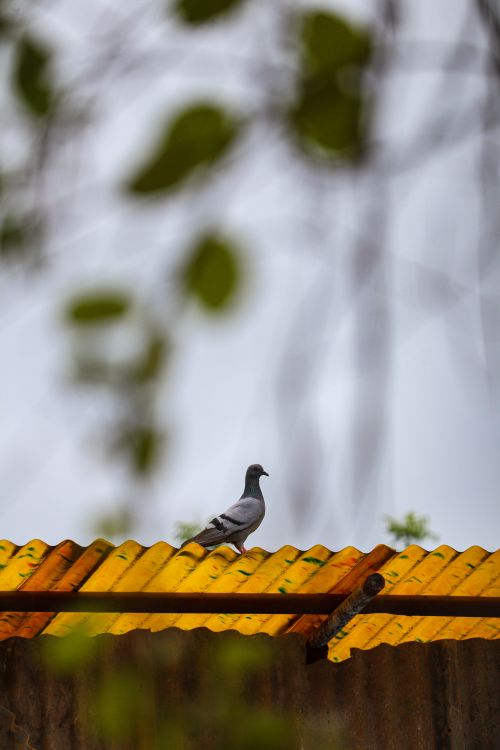 Free A pigeon stands on a corrugated yellow roof with blurred greenery in the foreground. Stock Photo