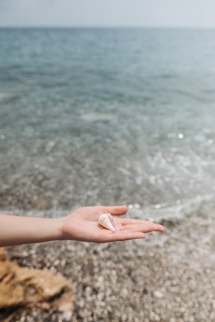 Person Holding White Sea Shell 