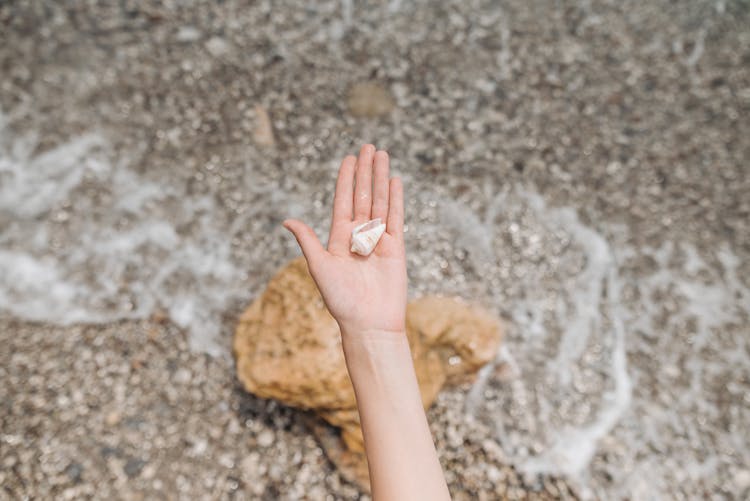 Overhead Shot Of A Seashell On A Person's Palm