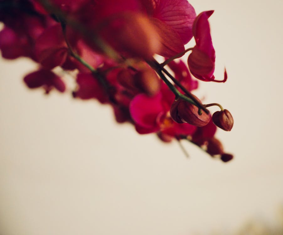 Free stock photo of flower bouquet, red