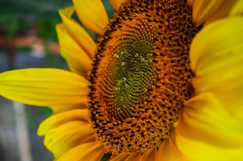 Fotos de stock gratuitas de amarillo dorado, flor de verano, flora