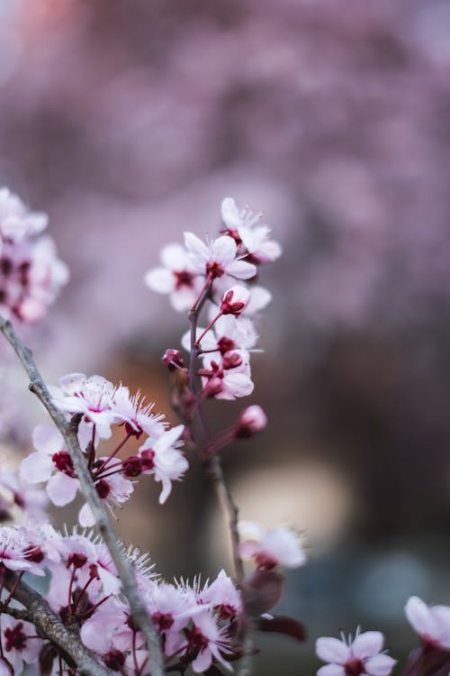 Foto profissional grátis de cor-de-rosa, filial, flor de cerejeira