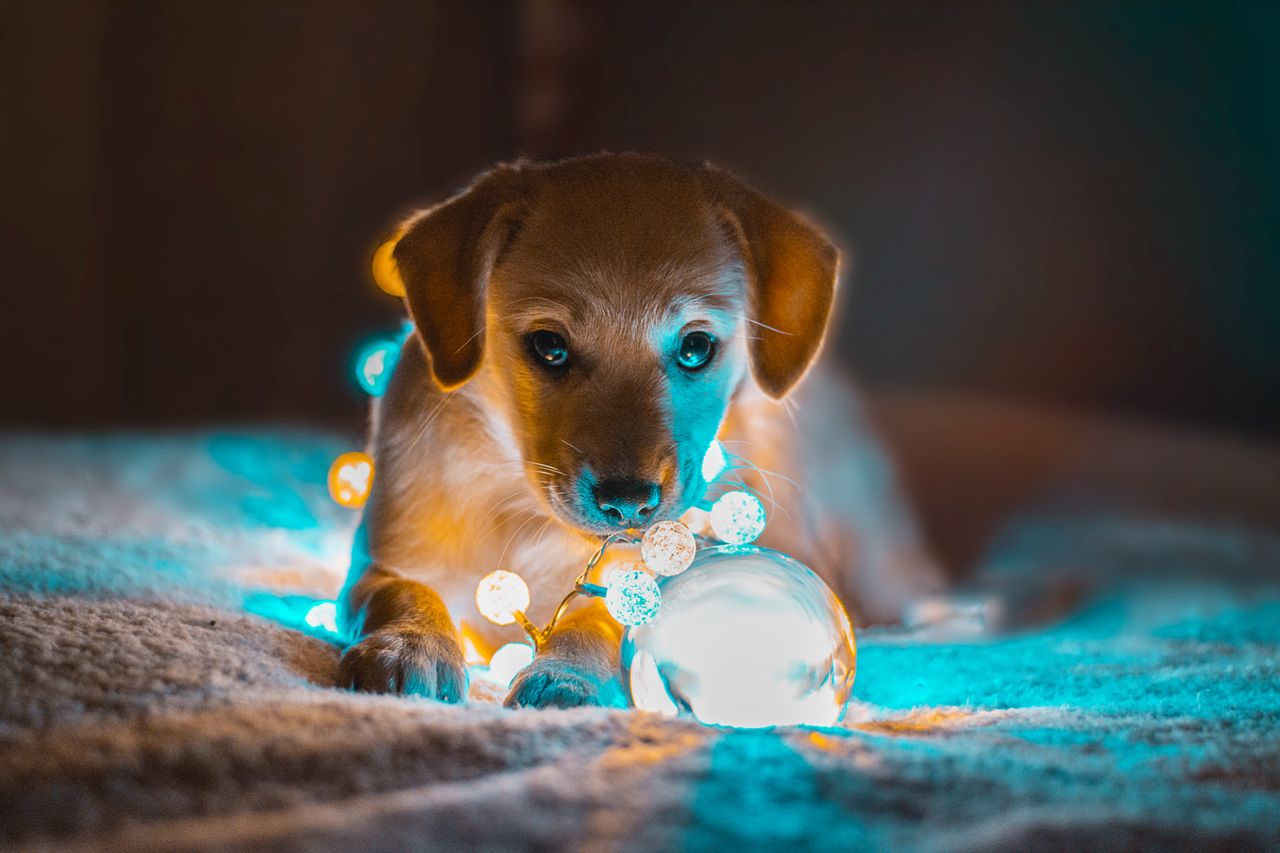 adorable puppy surrounded by glowing fairy lights creating a warm and