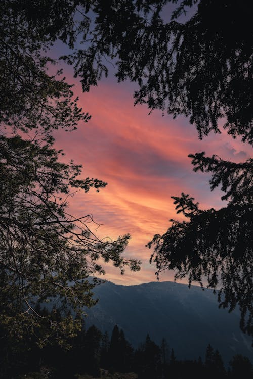 Silhouette of Trees during Sunset