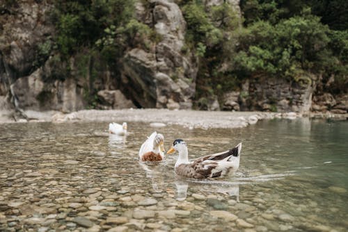 anseriformes, アナティダ, 川の無料の写真素材