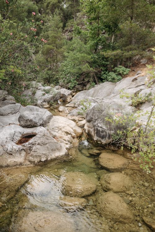 Free Calm forest stream flowing through rocky landscape with lush greenery. Stock Photo