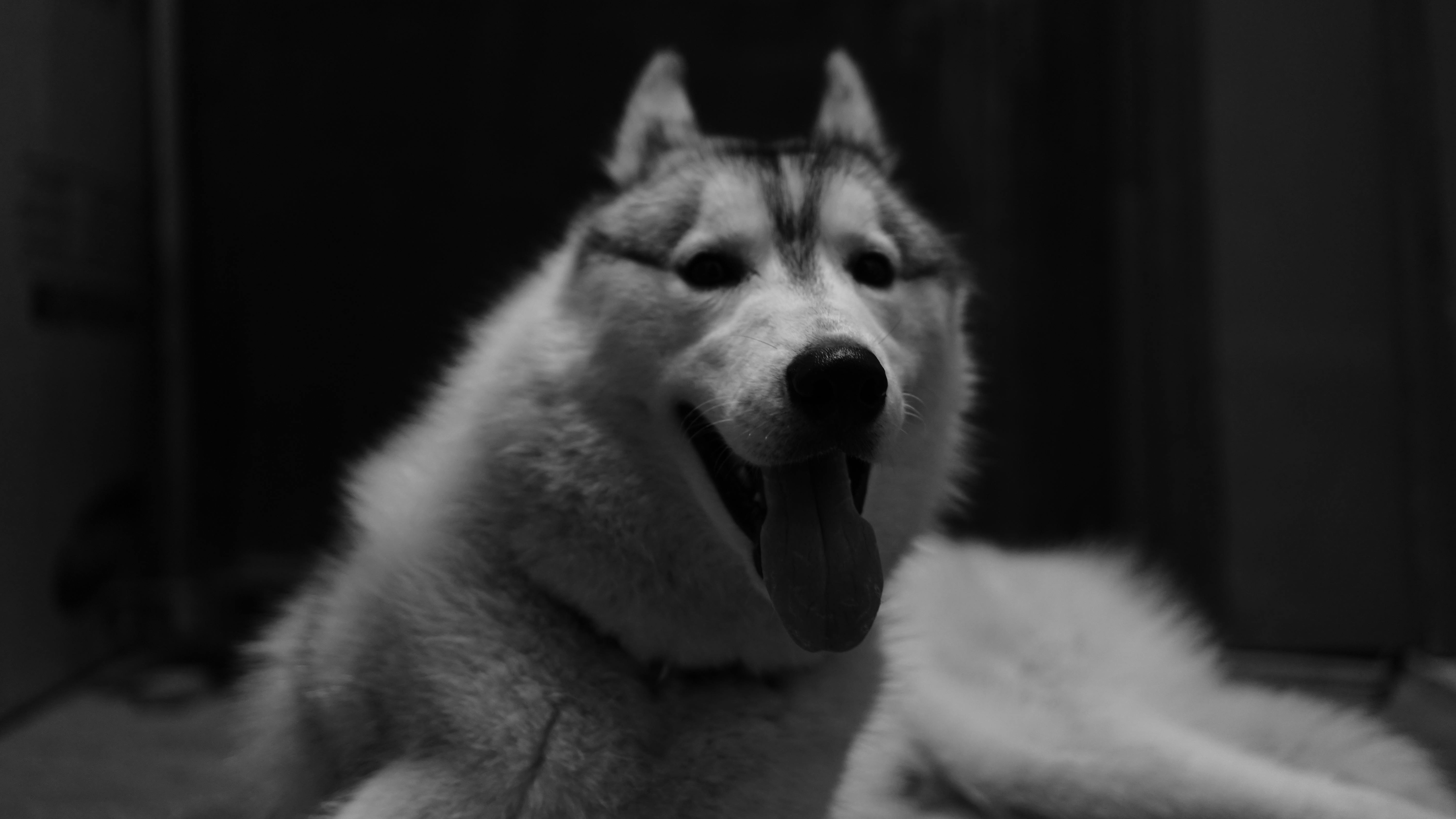 Foto Stok Gratis Tentang Anjing Anjing Husky Hitam Putih