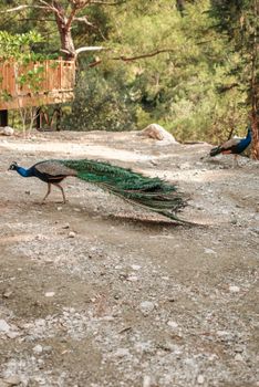 peacock photo