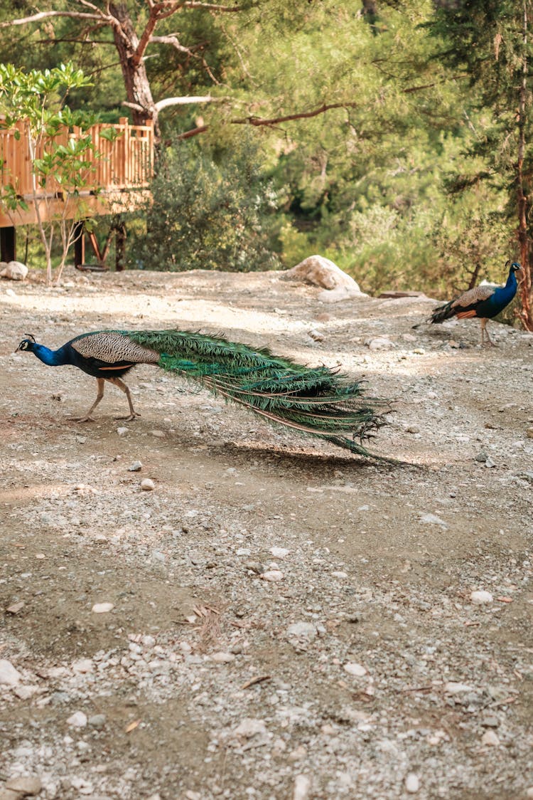 Peacocks On The Ground