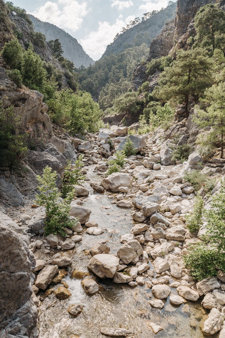 A Stream In A Forest