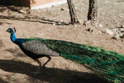 Foto d'estoc gratuïta de animal, au, aviari