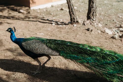 Free A vibrant peacock with stunning plumage walking outdoors on a sunny day. Stock Photo