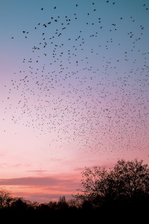 Foto stok gratis kawanan burung, langit yang dramatis, malam