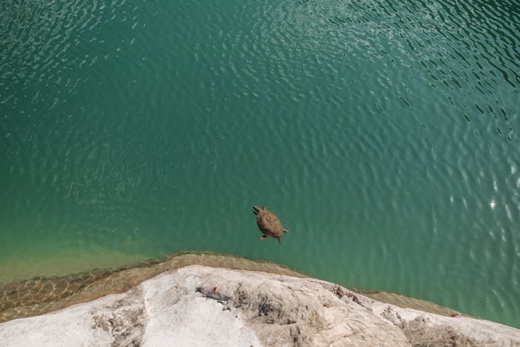 Brown Turtle On Water Near Gray Rock 