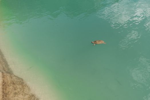 A lone turtle swimming gracefully in clear blue lake waters. Peaceful and serene scene.