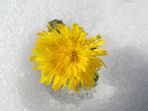 คลังภาพถ่ายฟรี ของ ดอกไม้, ดอกไม้สีเหลือง, หิมะ