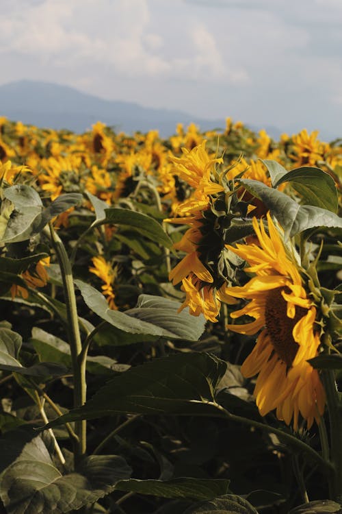 A Sunflower Field 