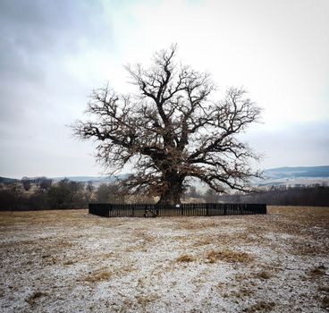 A solitary oak tree stands grandly in the snowy fields of Mercheașa, Romania.