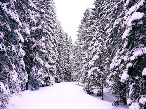 Free stock photo of mobilechallenge, outdoorchallenge, snow