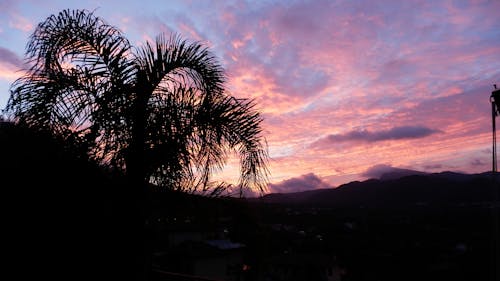 Gratis lagerfoto af palmetræ, panoramaudsigt, solnedgang