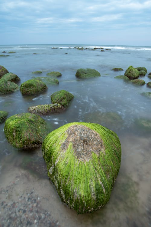 Green Moss on Rocks on the Shore