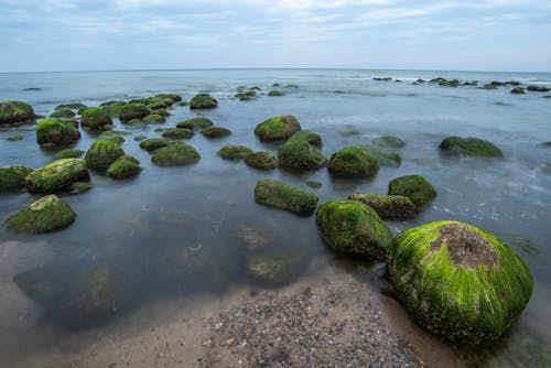 Green Moss on Rocks on the Shore