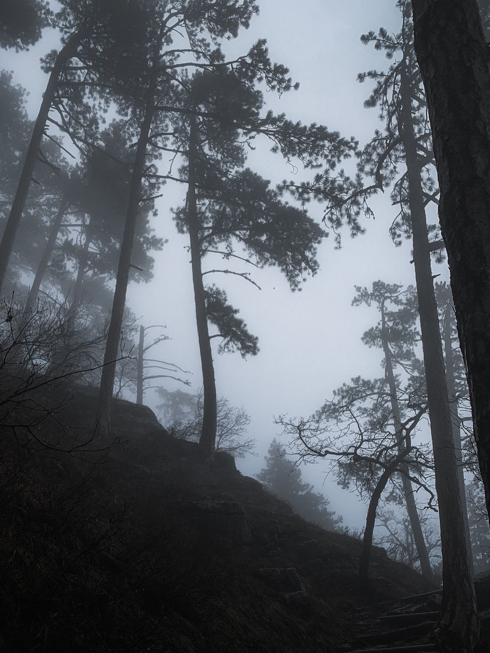 A serene forest scene with towering pines shrouded in mist, creating a moody atmosphere.. pexels, serene, forest