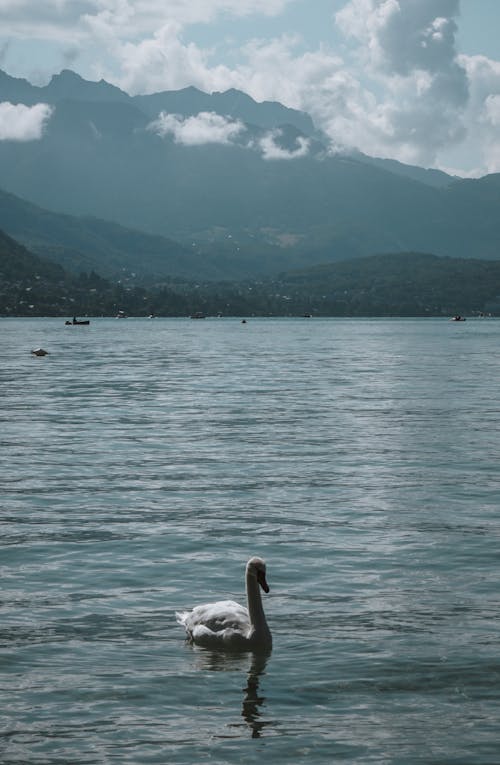 Foto stok gratis bangsa burung, burung, fotografi burung