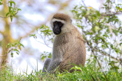 Free A Macaque Sitting on the Grass Stock Photo