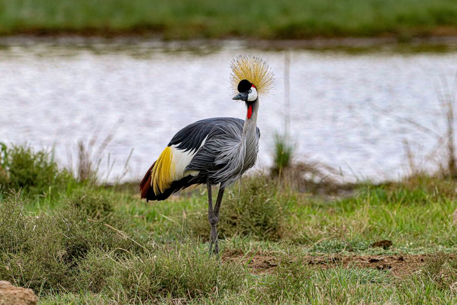 Crowned Crane Season in Cameroon’s Western Highlands: Best Timing and Where to Start