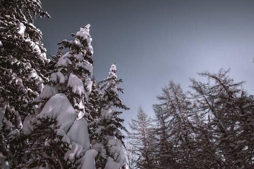 Low-Angle Shot of Snow-Covered Trees