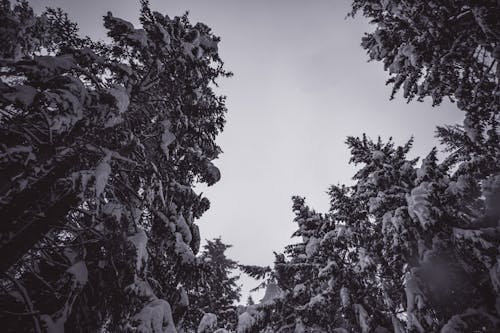Low-Angle Shot of Snow-Covered Trees
