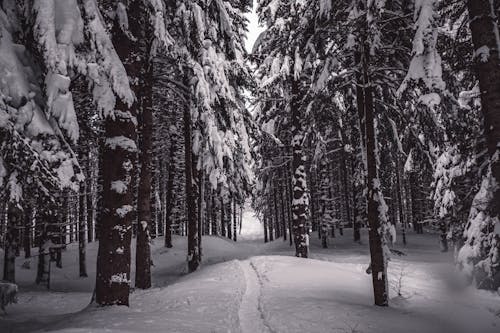 Ilmainen kuvapankkikuva tunnisteilla lumen peitossa, lumi, luonto