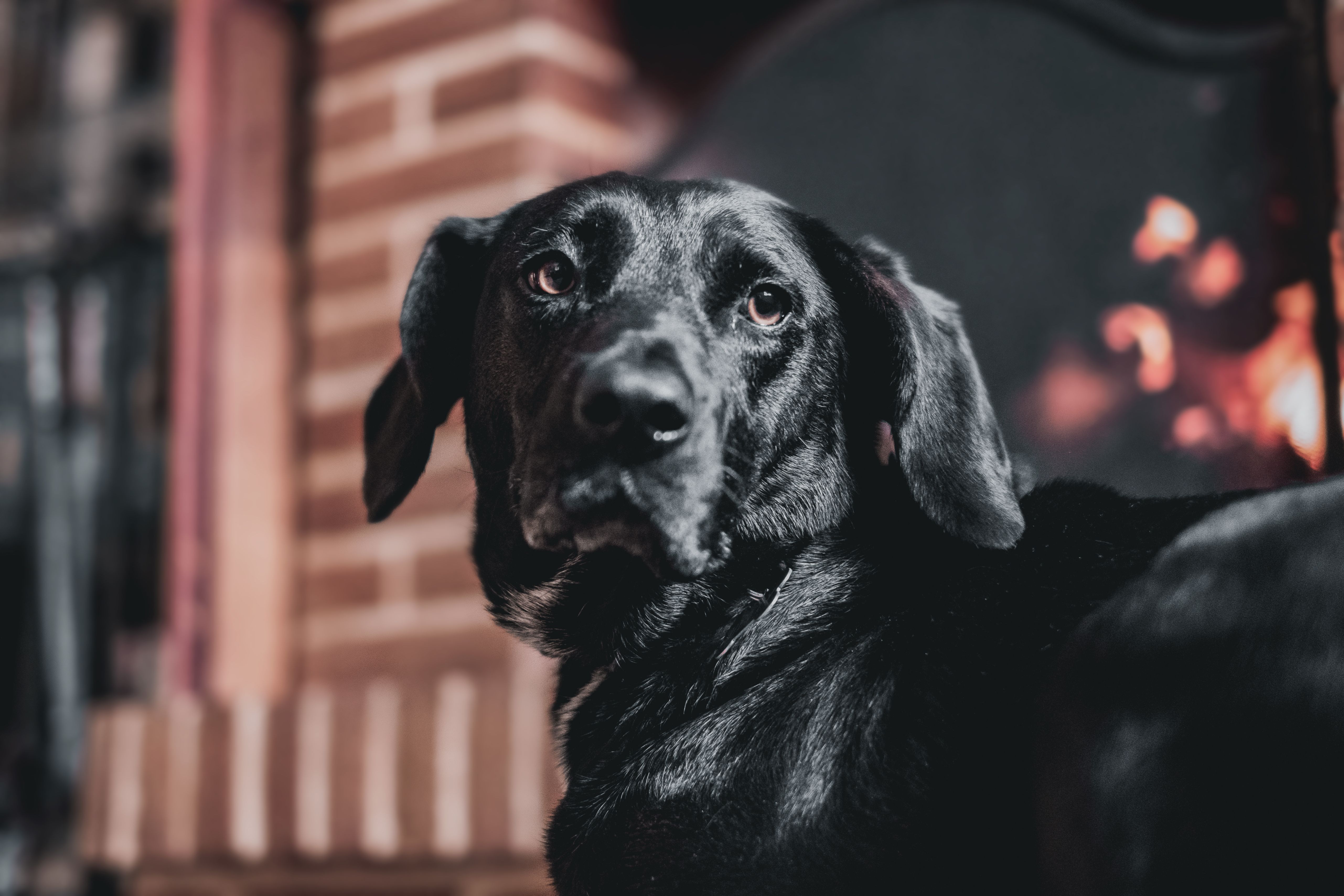 pet technology meaning — Photo by Michele Raffoni on Pexels