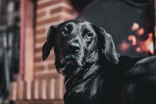 Gratis arkivbilde med dog-fotografering, dyr, hund