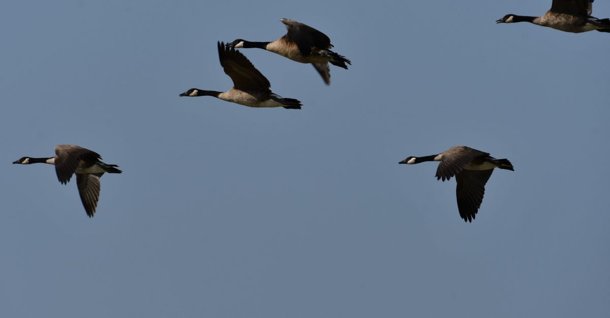 ¿Dónde observar aves migratorias en reservas naturales de El Salvador? ¿Dónde observar aves migratorias en reservas naturales de El Salvador?