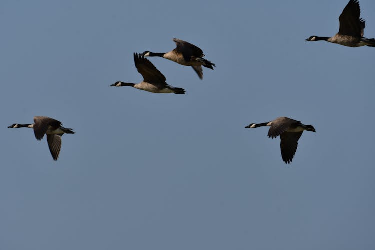 Flying Geese In The Air