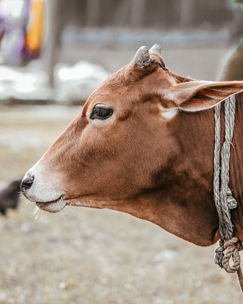 Foto profissional grátis de agricultura, animal da fazenda, chifres